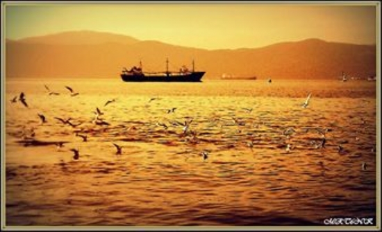 Kuşlar Gökyüzü Ve Deniz