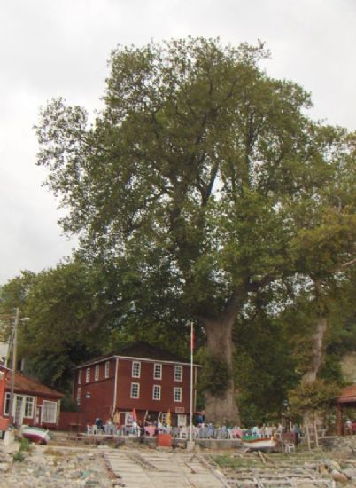 Kastamonu Beldeirmeni nar