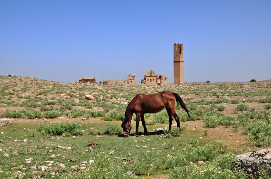 Harran niversite Kalntlar