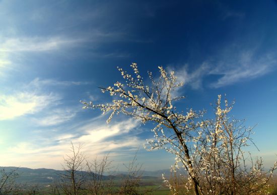 Bahara Merhaba