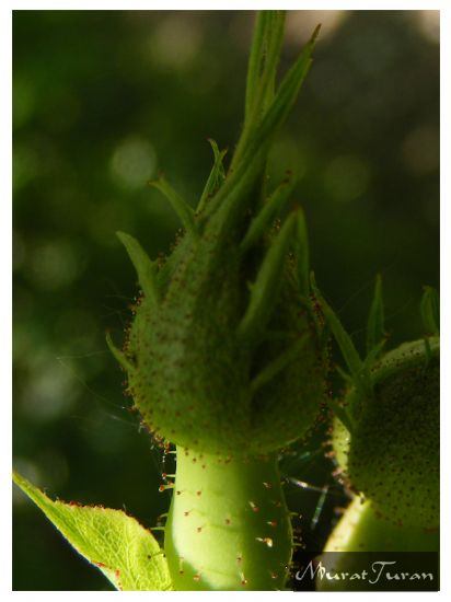 Hayata Ve Gne Merhaba