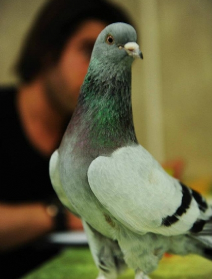 Mardin Gvercin Festivali Dzenlendi