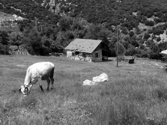 Yayla...