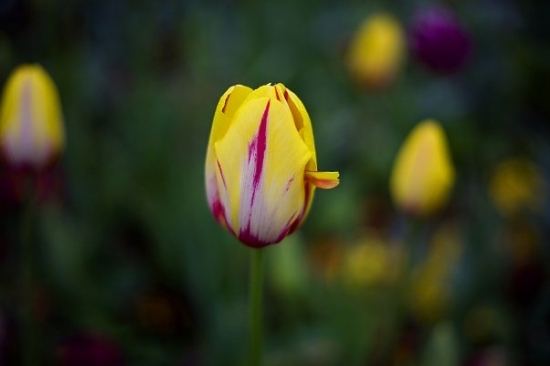 ... Tulip...