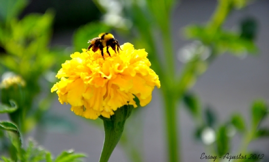 Bombus s Basinda