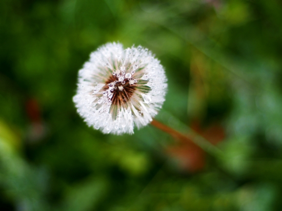 Taraxacum