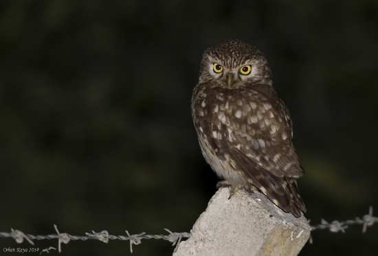 Kukumav  Athene Noctua  Little Owl