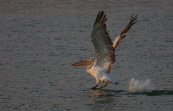 Pelikan Havalan�rken...