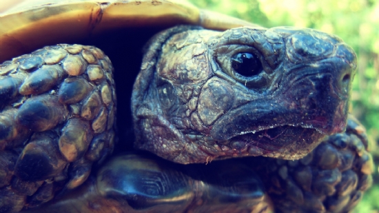 Old Age Turtle