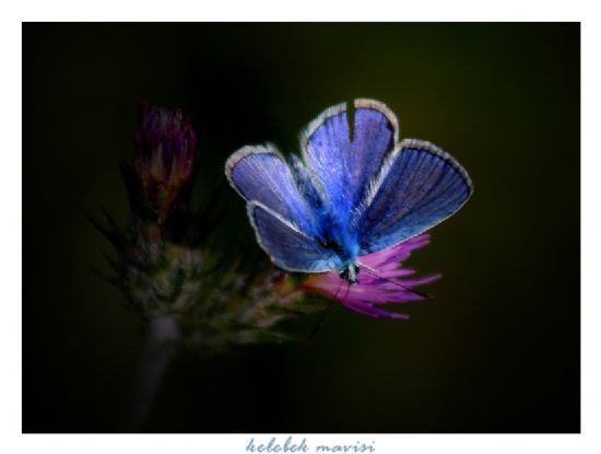 Kelebek Mavisi