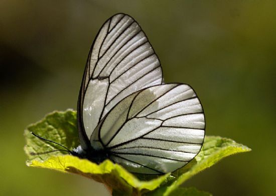 Beyaz Kelebek