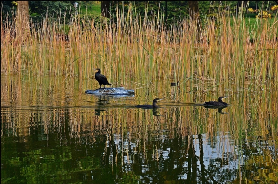 Botanikpark ’ Tan... -3