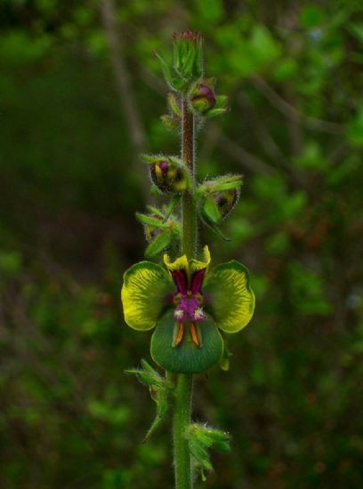 Verbascum Bugulifolium