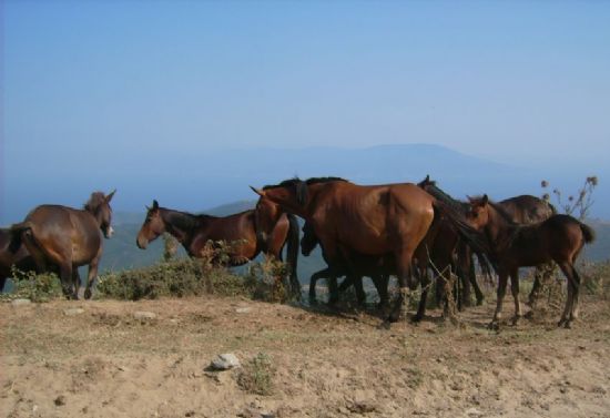 Dalarn Yabani Sakinleri