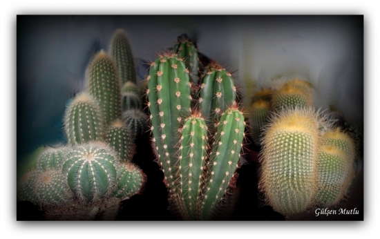 Kaktusler