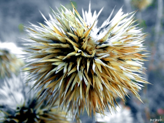 Vahi Batnn Vahi ieklerinden