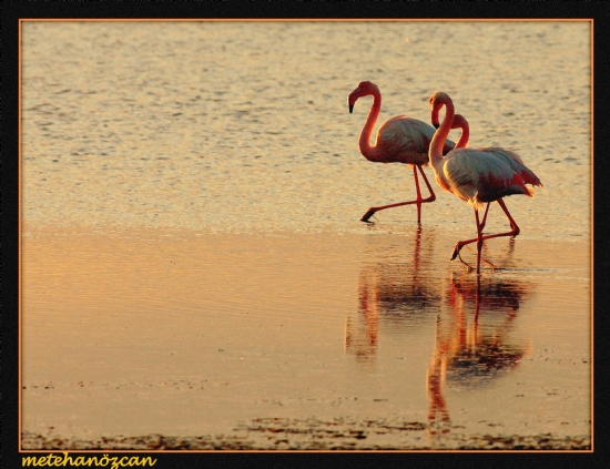 Flamingolar Mar Mar