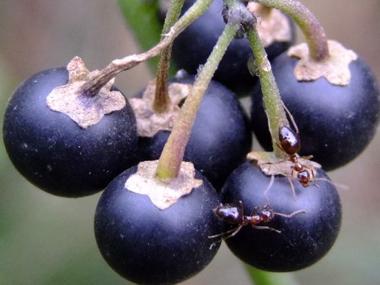 K���k K�rm�z� Kar�ncalar