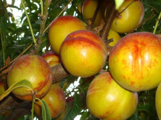 �eftalilere Bak�n!!!