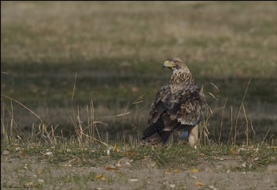 ah Kartal Eastern mperial Eagle / Aquila Heliaca