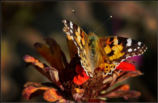 Ortak Paydalarda Kamufle Olmak