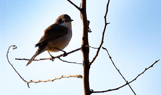 K���k Akgerdanl� �tle�en