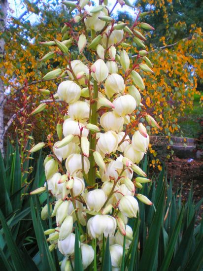 Yucca