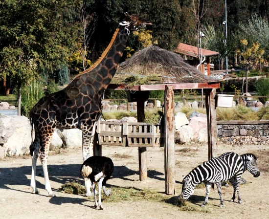 Sasal’da Serengeti