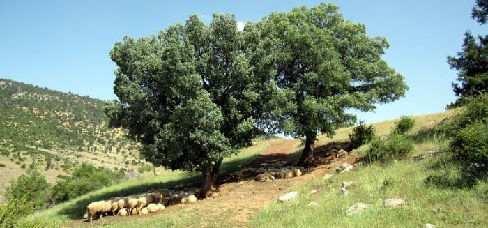 Aa Altnda Dinlenen Koyunlar