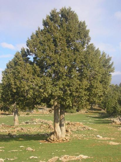 Juniperus (ard)