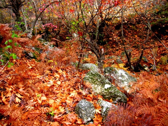 Buldan Kestane Deresi, Denizli