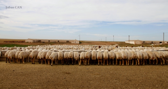 Koyunlarn Simetrik Duruu