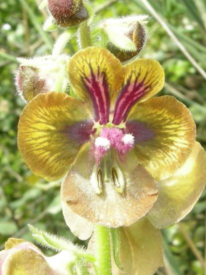 Verbascum Bugulifolium