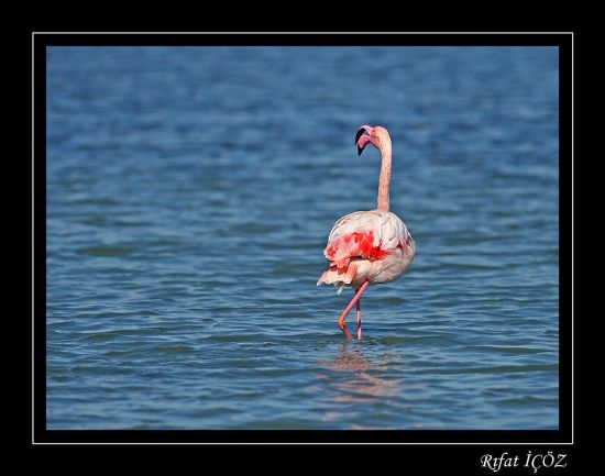 Flamingo