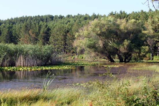 Do�a ��in .  .  .