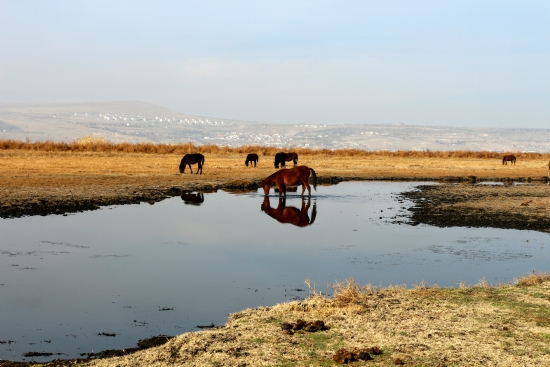 Kayseri Ylk Atlar