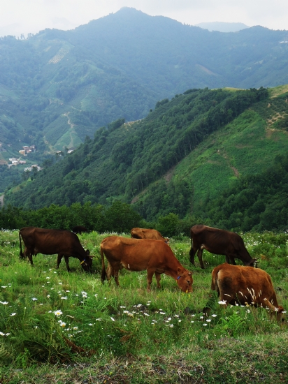 Karadeniz’den