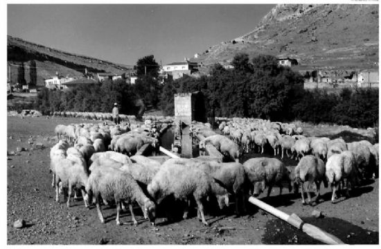 Koyunlar Ve Kuzular_1