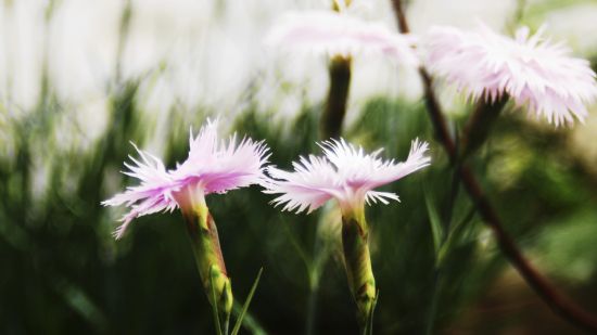 Karanfillerin Yansmas