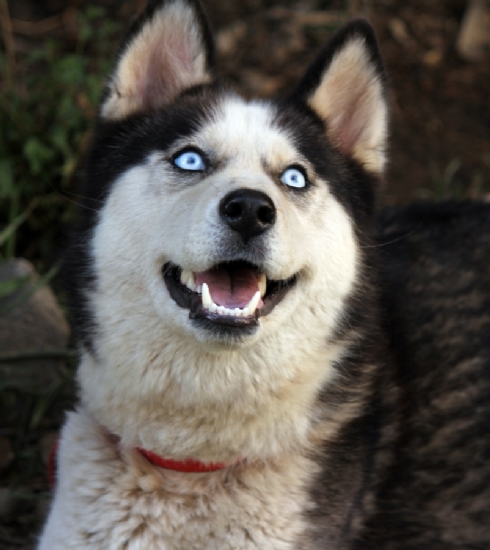 Husky