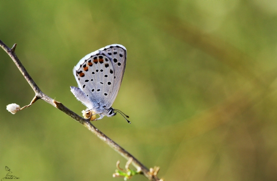 Himalaya Mavisi