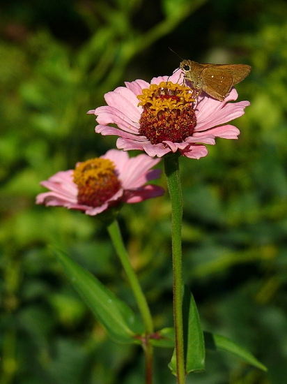 Beyaz illi Kara Zpzp