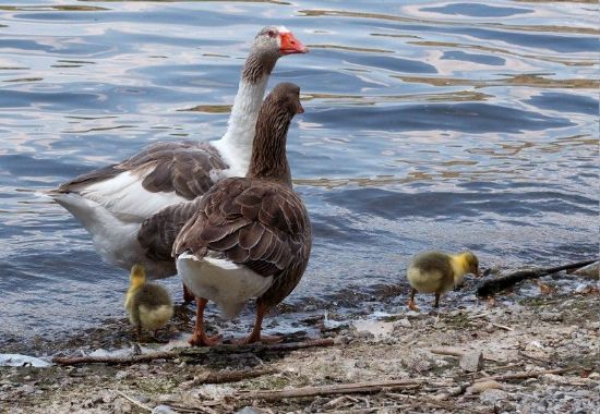 Hafta Sonu Aile Gezisi