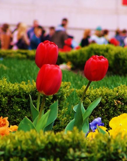 Madrid’te T�rk Lalesi.