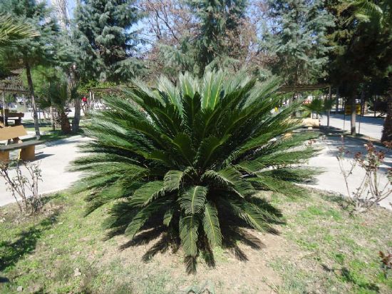 Cycas Revoluta