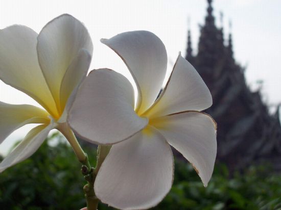 Orkide-bitmeyen Tapnak Bangkok