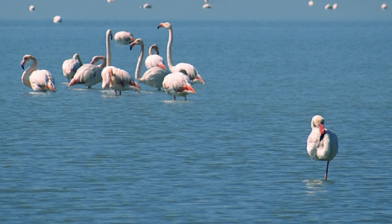 Flamingo 5 - Ksmler Galiba