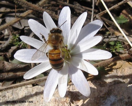 Afin Anemonu (da Lalesi)