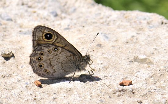 Kelebek!  Betonda Da Gzelsin