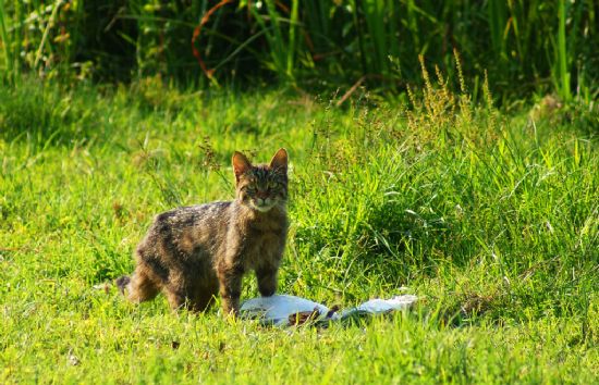 Yaban Kedisi (felis ?)